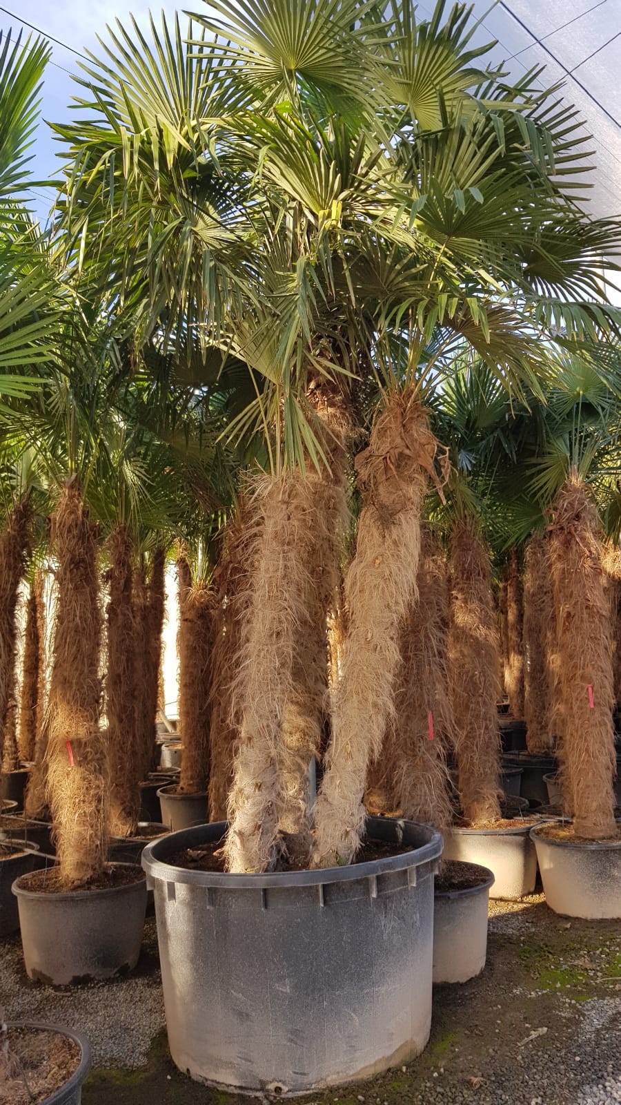 palmier, palm tree, mediterranean plant
