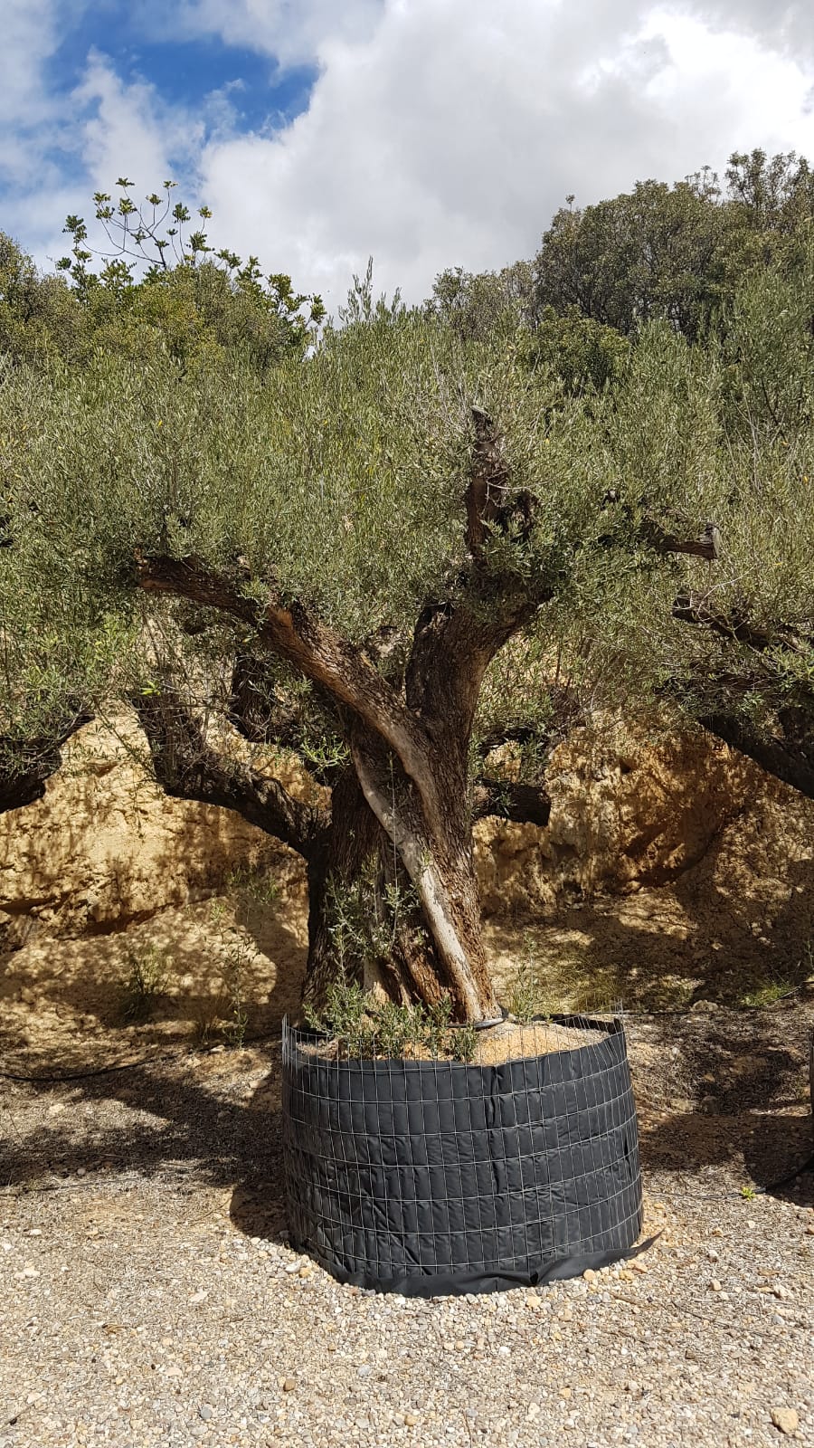 Olivier, olivo, mediterranean plant
