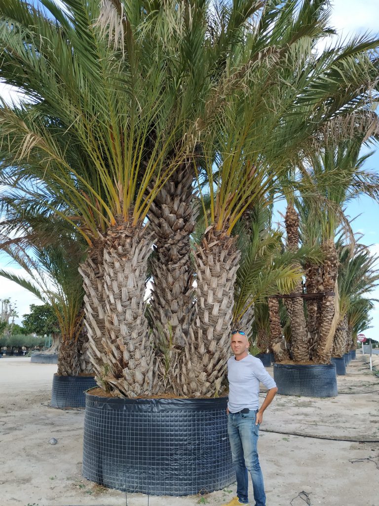 Palmier, palm tree, mediterranean plant.